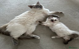 Ragdoll cats for sale: Beautifully marked tortie ragdoll kitten - Image 5