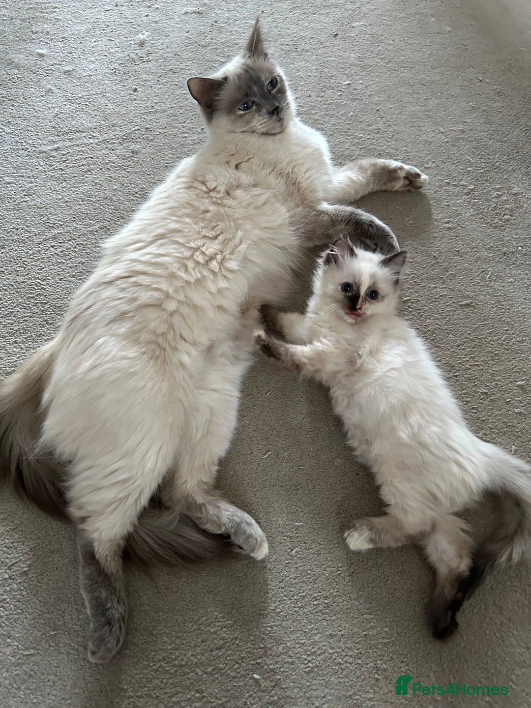 Ragdoll cats for sale: Beautifully marked tortie ragdoll kitten - Image 5