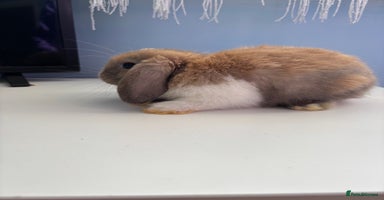 Mini Lop rabbits - Advert 1