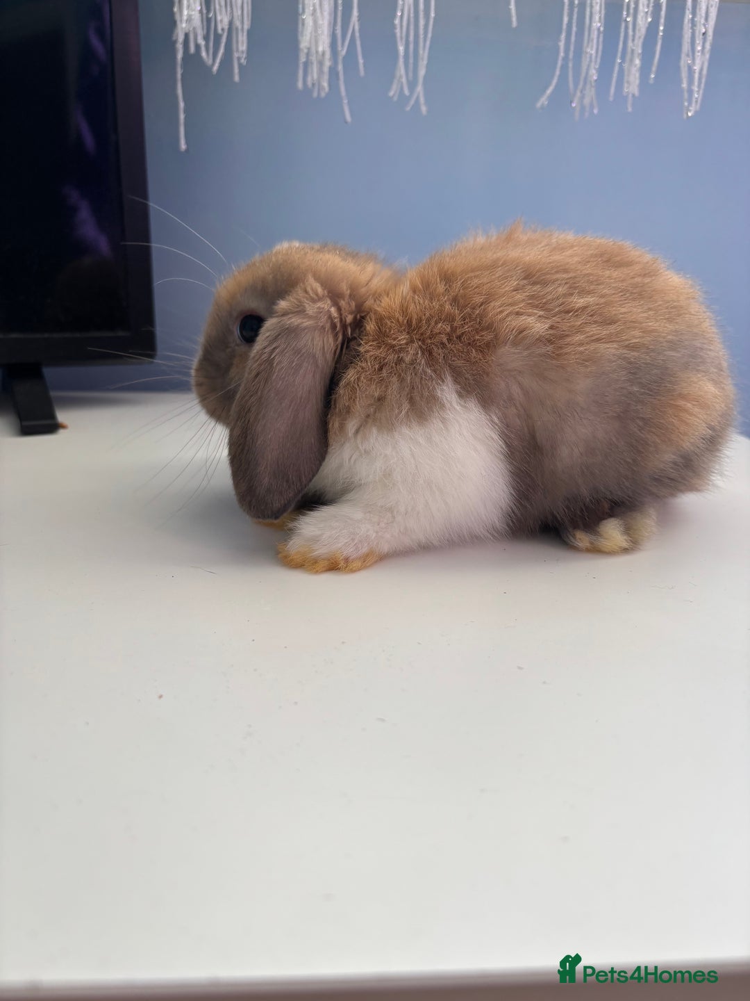 Mini Lop rabbits for sale: 3 pure Mini Lop left  - Image 2