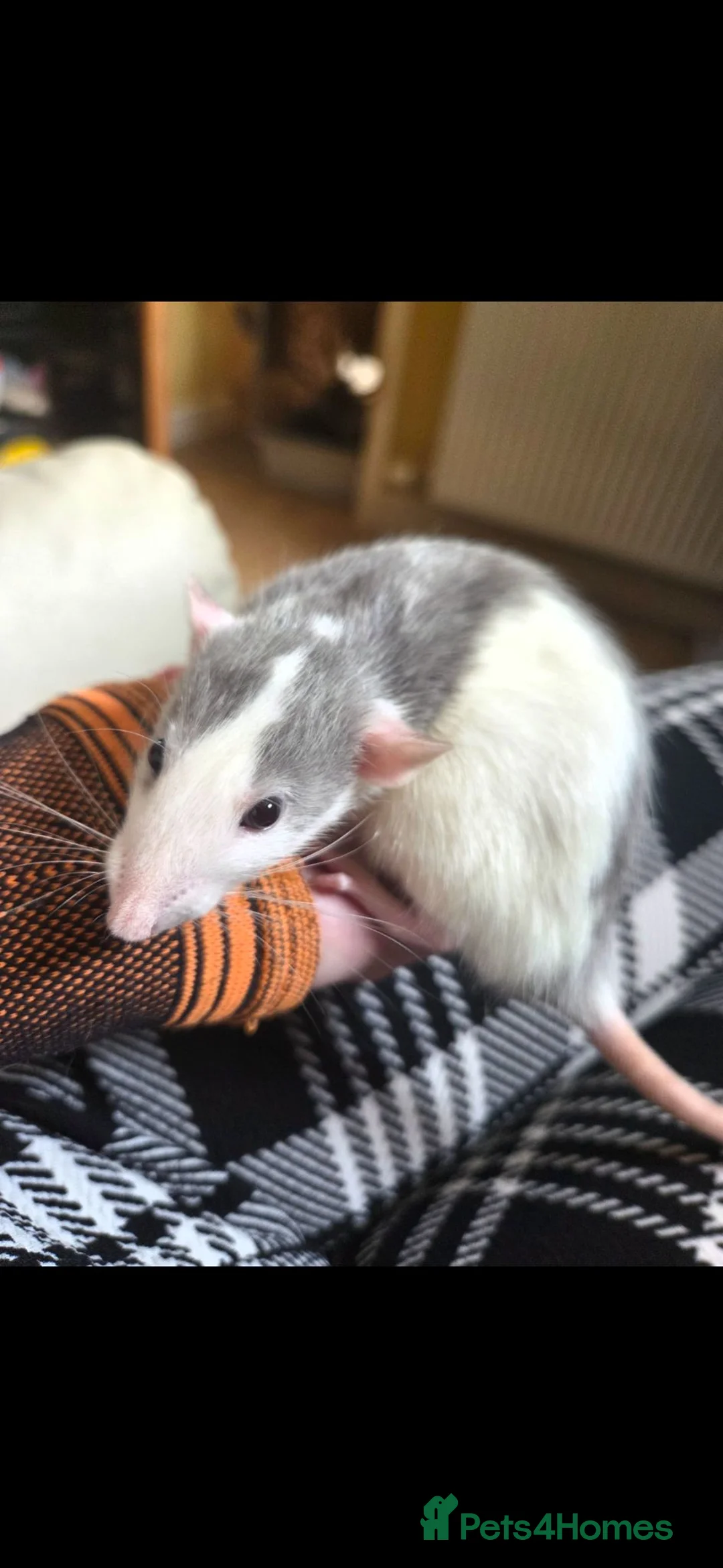 Rat rodents for sale: Dumbo Husky Rats in Sheffield - Advert 2