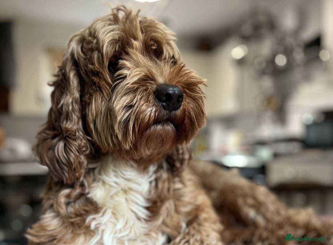 Australian Labradoodle dogs for stud: 100 percentage pure Australian family boy  in Bedford - Image 2