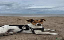 Jack Russell dogs for sale: 2yr old JRT **PLEASE read description** - Image 12