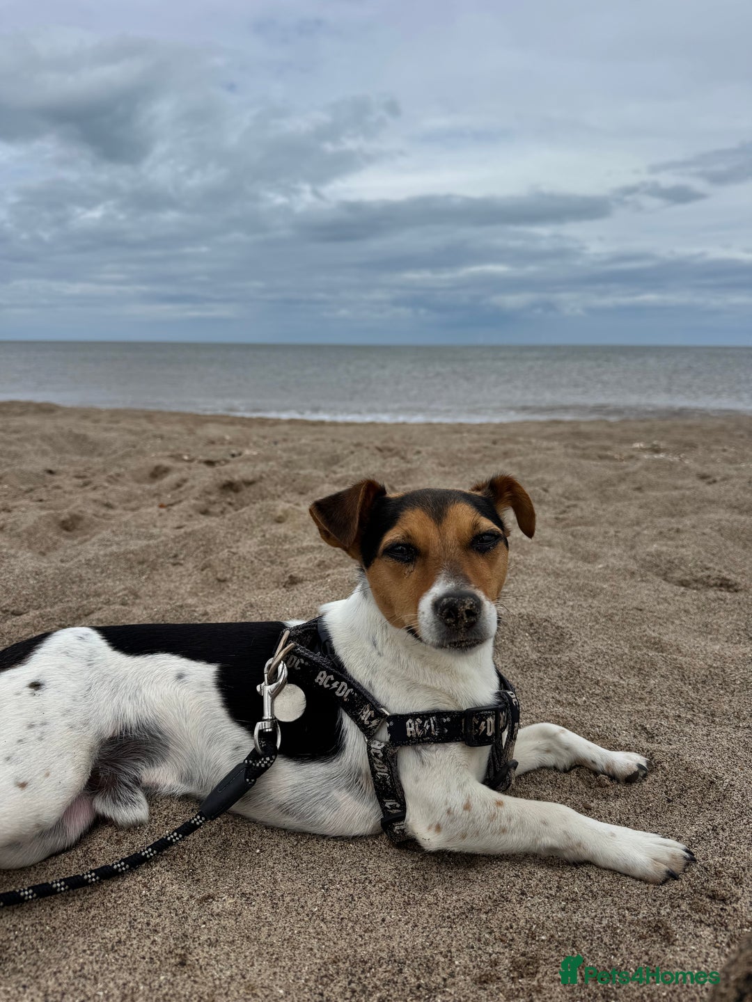 Jack Russell dogs for sale: 2yr old JRT **PLEASE read description** - Image 12