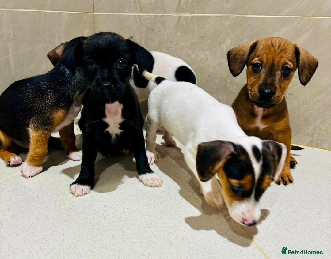 Dachshund dogs for sale: Dachshund Puppies - Image 9