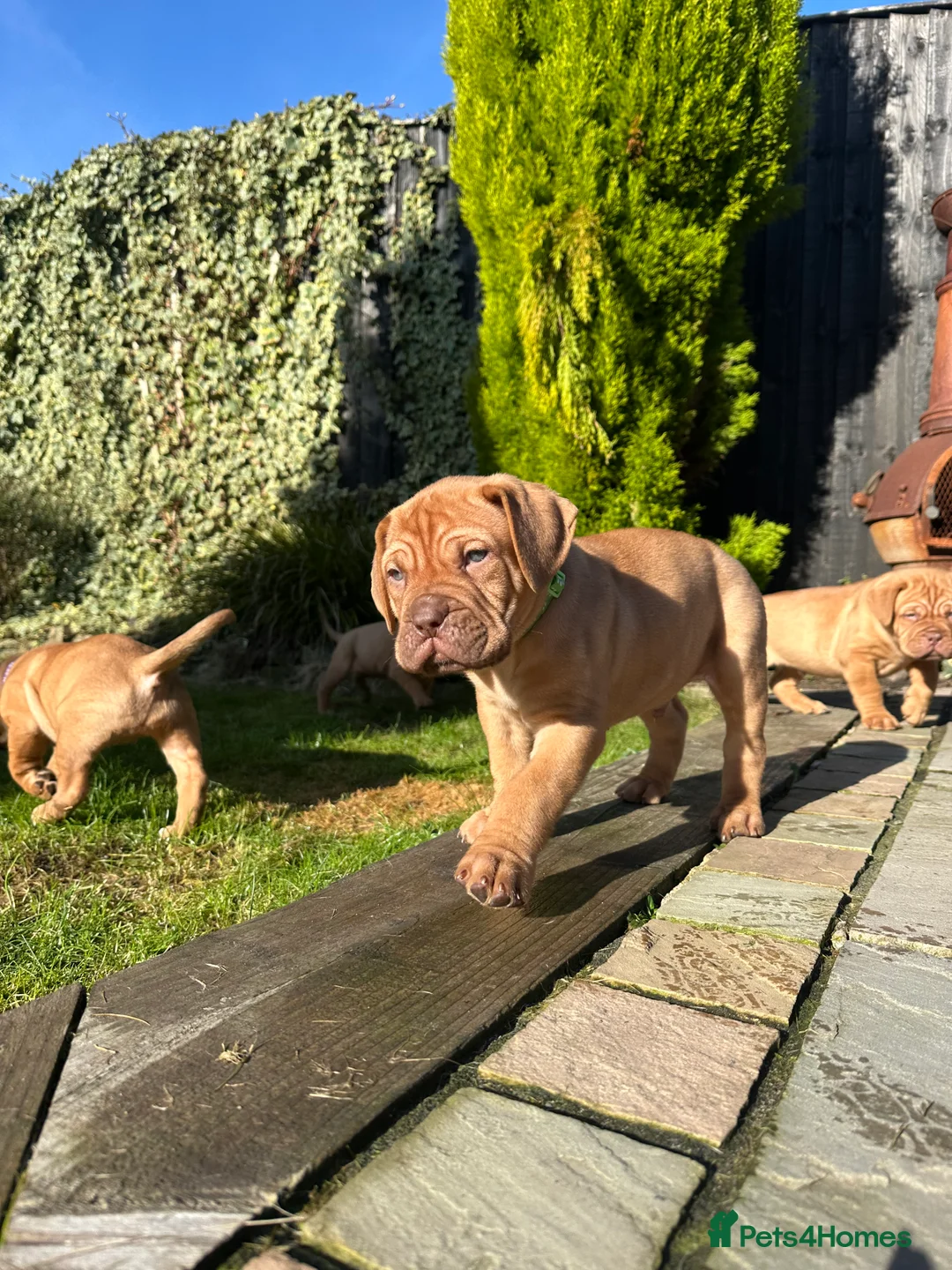Dogue De Bordeaux dogs for sale: CHAMPION BLOODLINE chunky Dogue de Bordeaux Pup - Advert 24