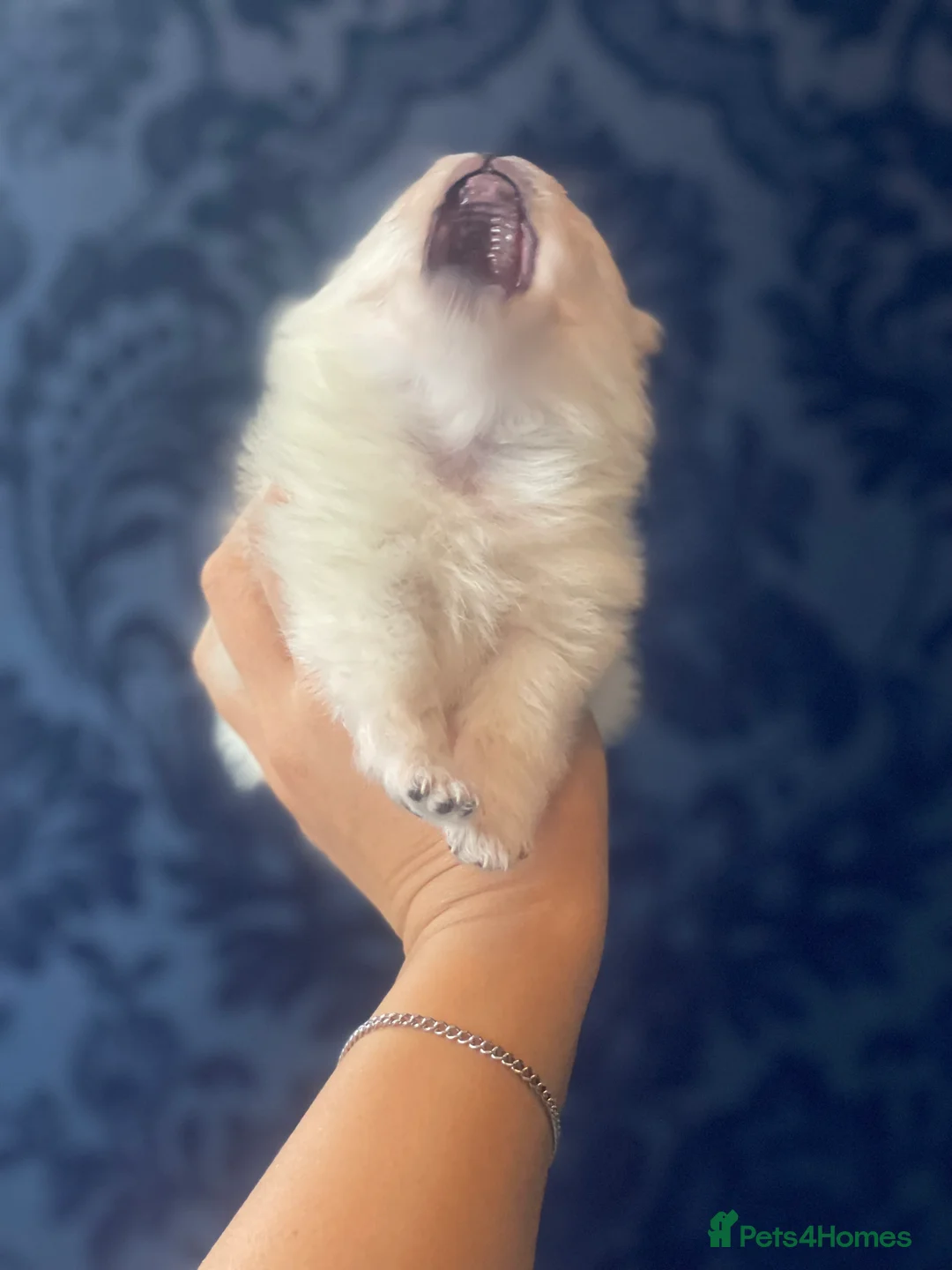 Pomeranian dogs for sale: White KENNEL CLUB Registered CHAMPION Bloodlines - Advert 7