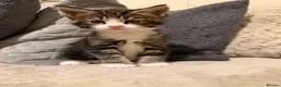Maine Coon cats for sale: Maine Coon Kittens For Sale! 🐾 - Advert 5