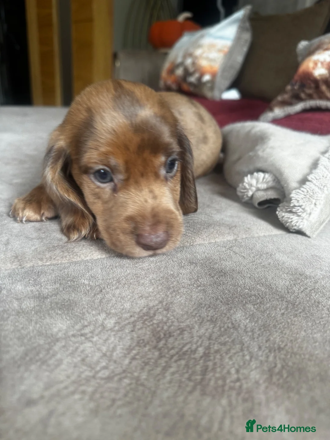 Mixed Breed dogs for sale: 8 week old dockers 4 males  - Advert 2