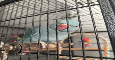 Ringnecks birds - Advert 16