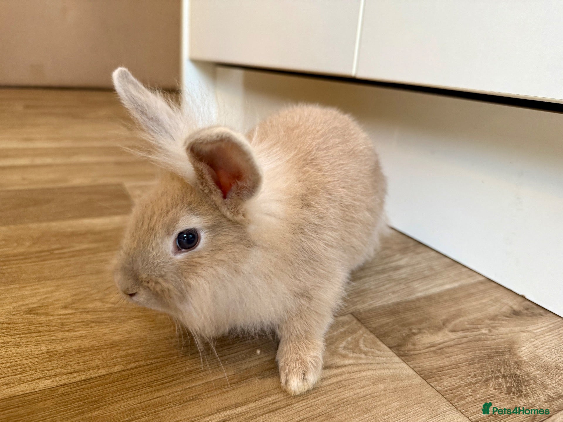 Mixed Breed rabbits for sale: 🐰 8 Adorable Mixed-Breed Bunnies - Advert 2