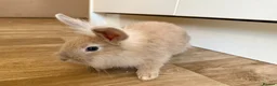 Mixed Breed rabbits for sale: 🐰 8 Adorable Mixed-Breed Bunnies - Advert 2