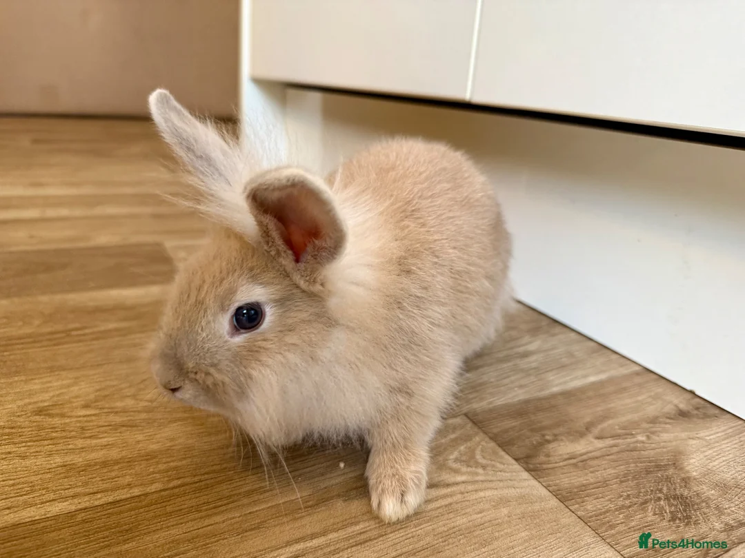 Mixed Breed rabbits for sale: 🐰 8 Adorable Mixed-Breed Bunnies - Advert 2