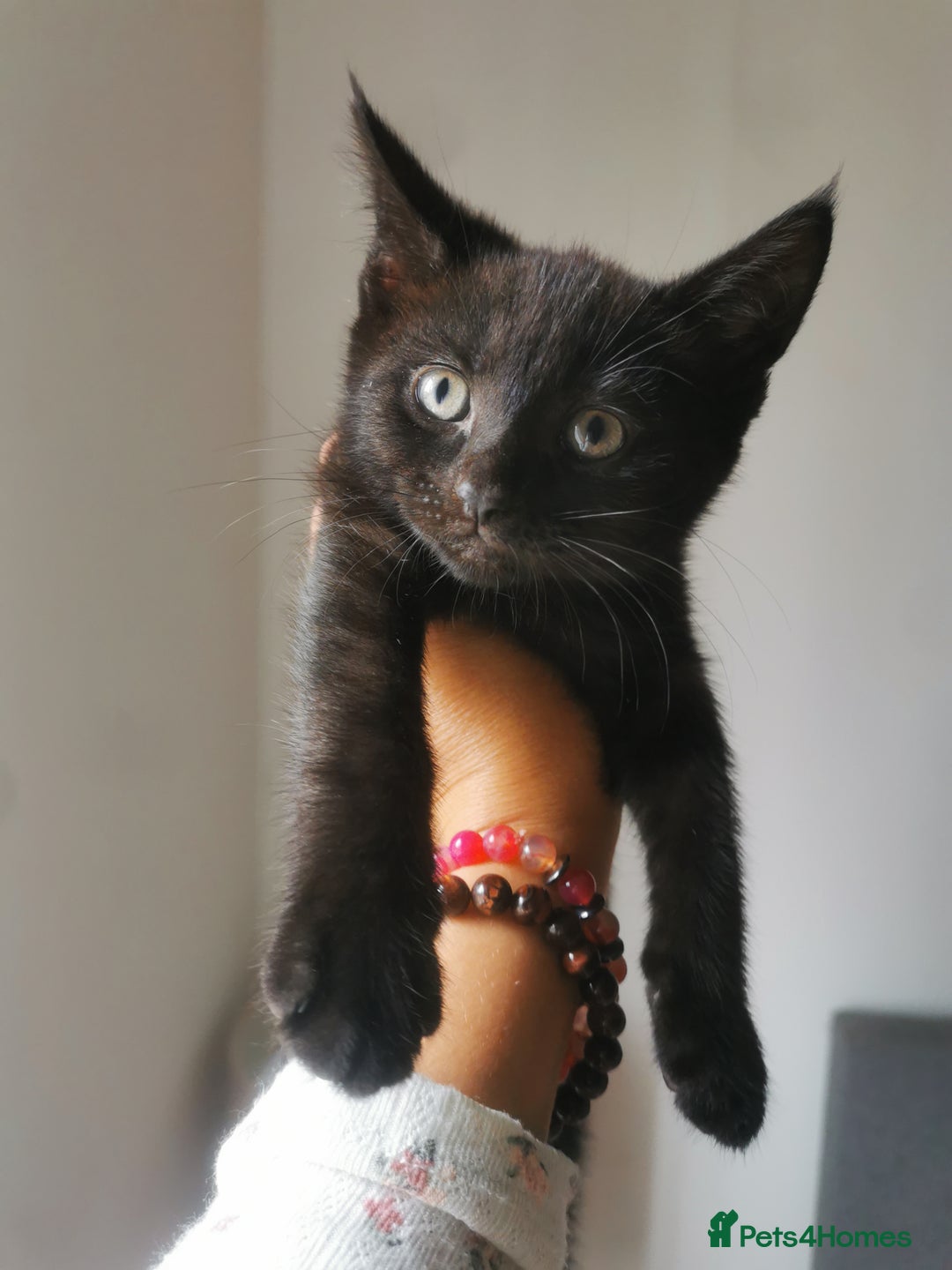 Bombay cats for sale: 6 beautiful Bombay kittens  - Image 12