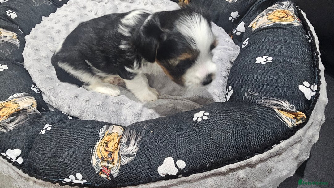Yorkshire Terrier dogs for sale: 3 boys biewer yorkshire terrier with IHR Pedigree - Advert 15