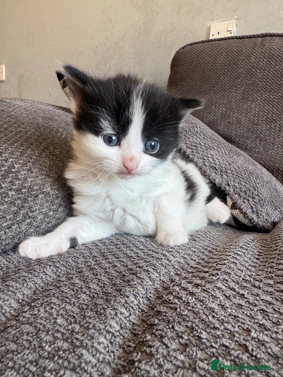 Mixed Breed cats for sale: 2 male kittens  - Advert 3