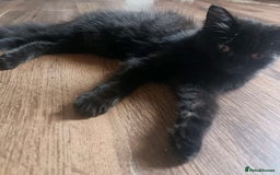 British Shorthair cats for sale: British cross domestic cat  - Image 2