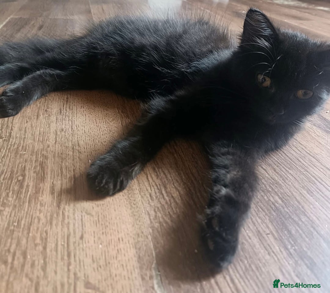 British Shorthair cats for sale: British cross domestic cat  - Image 2