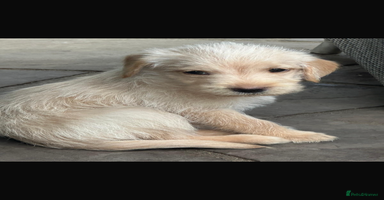 Mixed Breed dogs - Advert 5