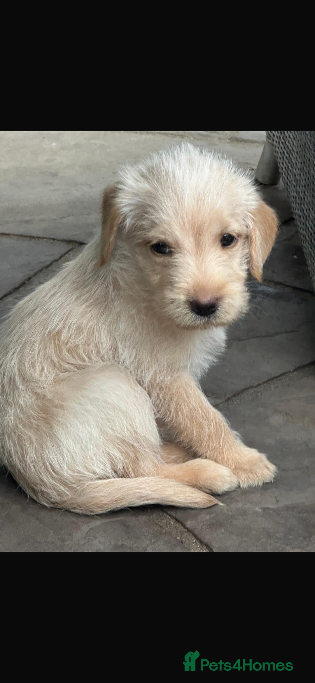 Mixed Breed dogs for sale: 3/4 Labrador 1/4 German wire hair pointer  - Image 5