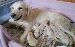 Golden Retriever dogs for sale: STUNNING GOLDEN RETRIEVER PUPPIES  - Advert 3