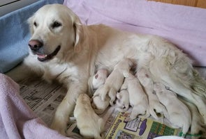 Golden Retriever dogs STUNNING GOLDEN RETRIEVER PUPPIES - Advert 3