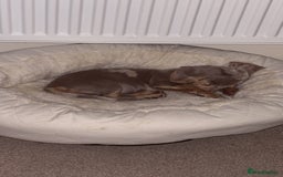 Miniature Dachshund dogs for sale: Stunning miniature dachshunds in Kidderminster - Image 9
