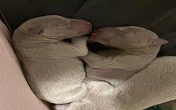Labrador Retriever dogs for sale: 5 silver Labrador boys, Hackney - Image 10