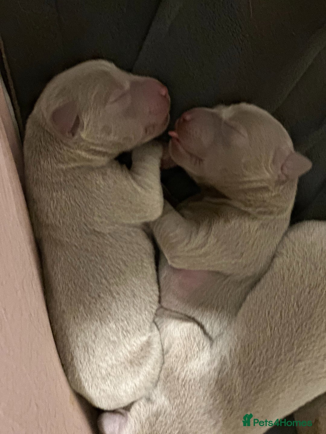Labrador Retriever dogs for sale: 5 silver Labrador boys, Hackney - Image 10