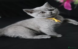 British Shorthair cats for sale: ✨️Outstanding GCCF Grand Chmp Line BSH ❤️ - Image 4