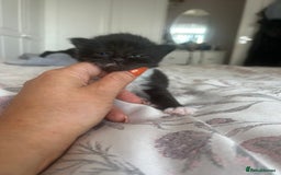 Domestic Shorthair cats for sale: Beautiful kittens ❤️❤️ - Image 15