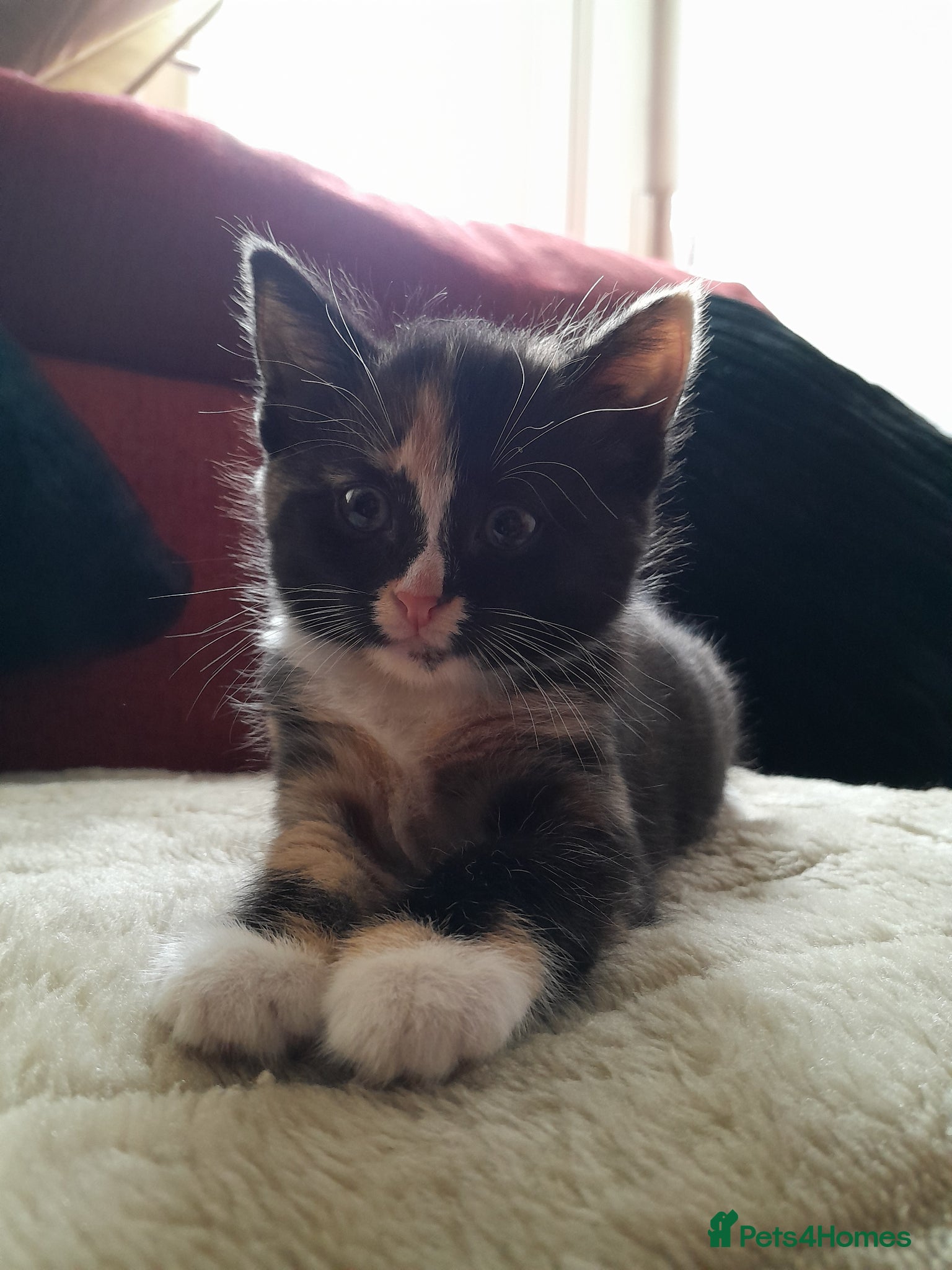 Mixed Breed cats for sale: Kittens - Advert 4