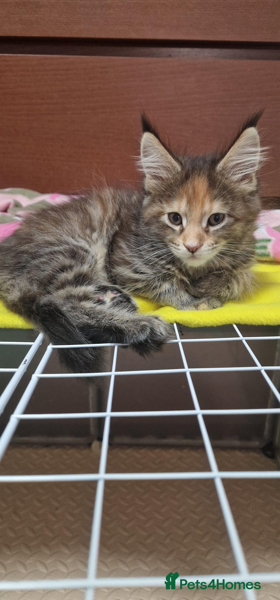 Maine Coon cats for sale: Maine Coon Kittens Looking for Loving Homes - Advert 7