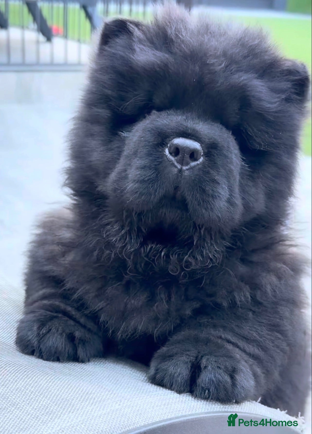 Chow Chow dogs 🧸Beautiful chow chow puppies 🧸 - Advert 2