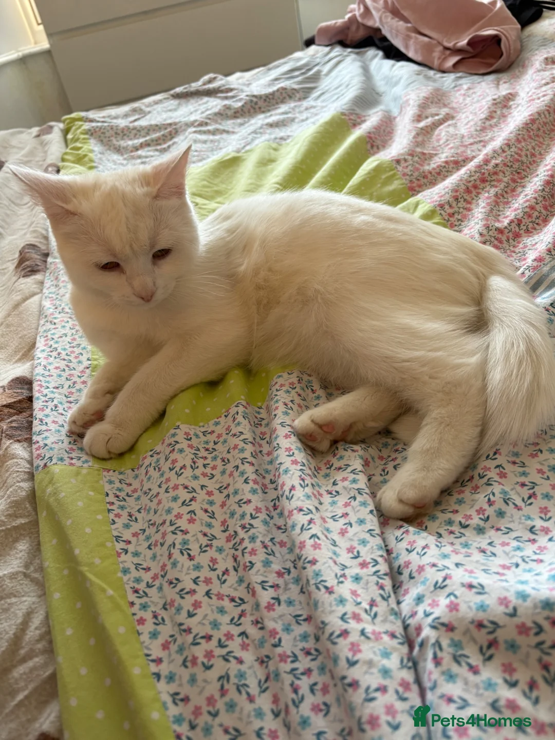British Shorthair cats for sale: White kitten  in Coventry - Advert 2