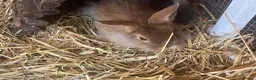 Lionhead rabbits for sale: Male lion head 8 weeks old  - Advert 2
