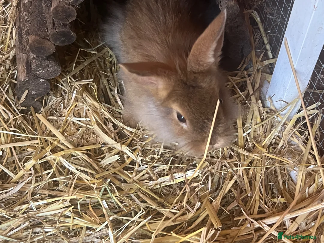 Lionhead rabbits for sale: Male lion head 8 weeks old  - Advert 2