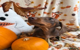 Miniature Dachshund dogs for sale: Perfect Miniature dachshund  - Image 14