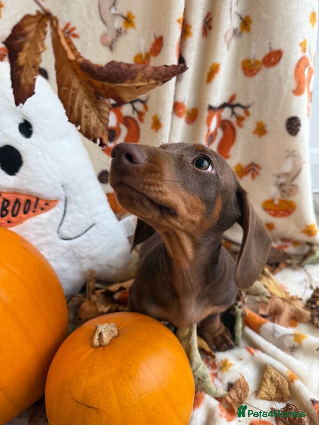 Miniature Dachshund dogs for sale: Perfect Miniature dachshund  - Image 14