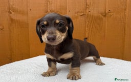 Dachshund dogs for sale: Black & Cream, Chocolate & Cream Dachshund Puppies - Image 3