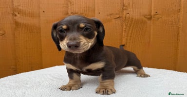 Dachshund dogs - Advert 3