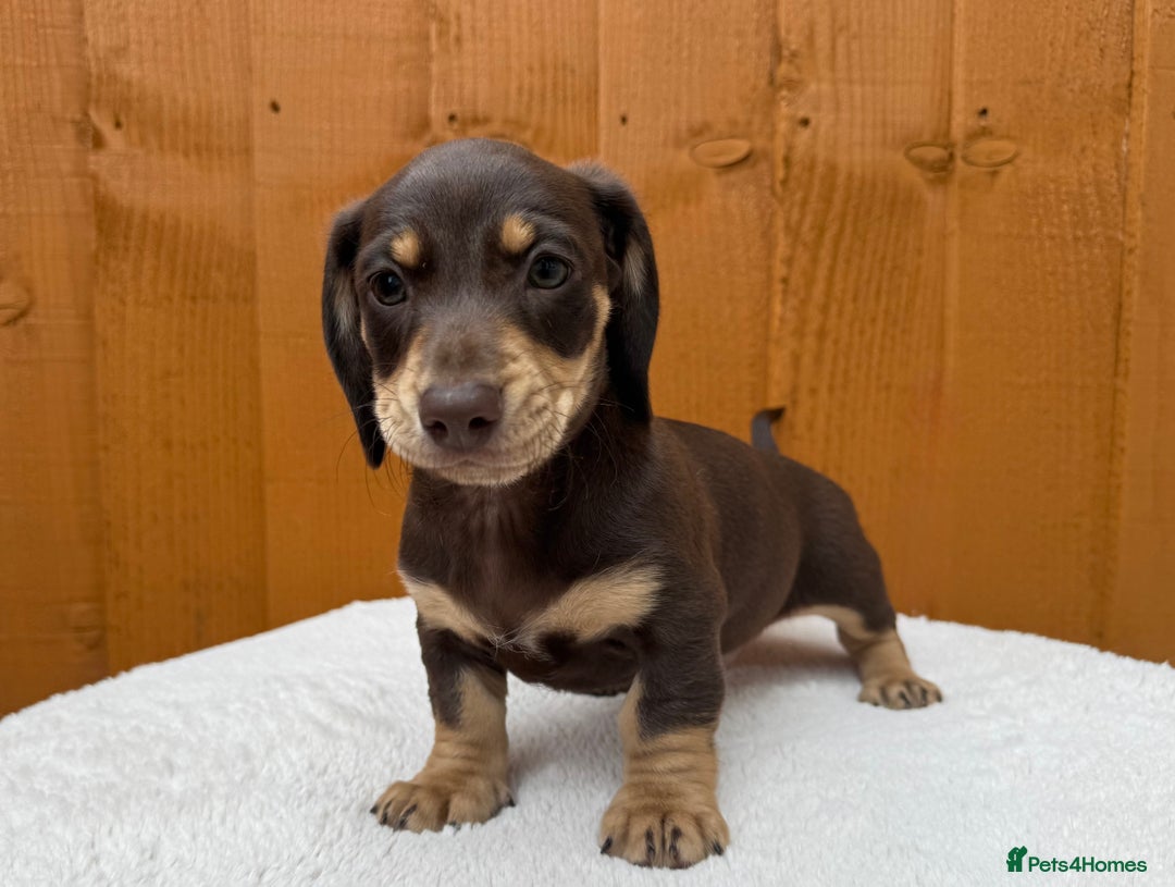 Dachshund dogs for sale: Black & Cream, Chocolate & Cream Dachshund Puppies - Image 3