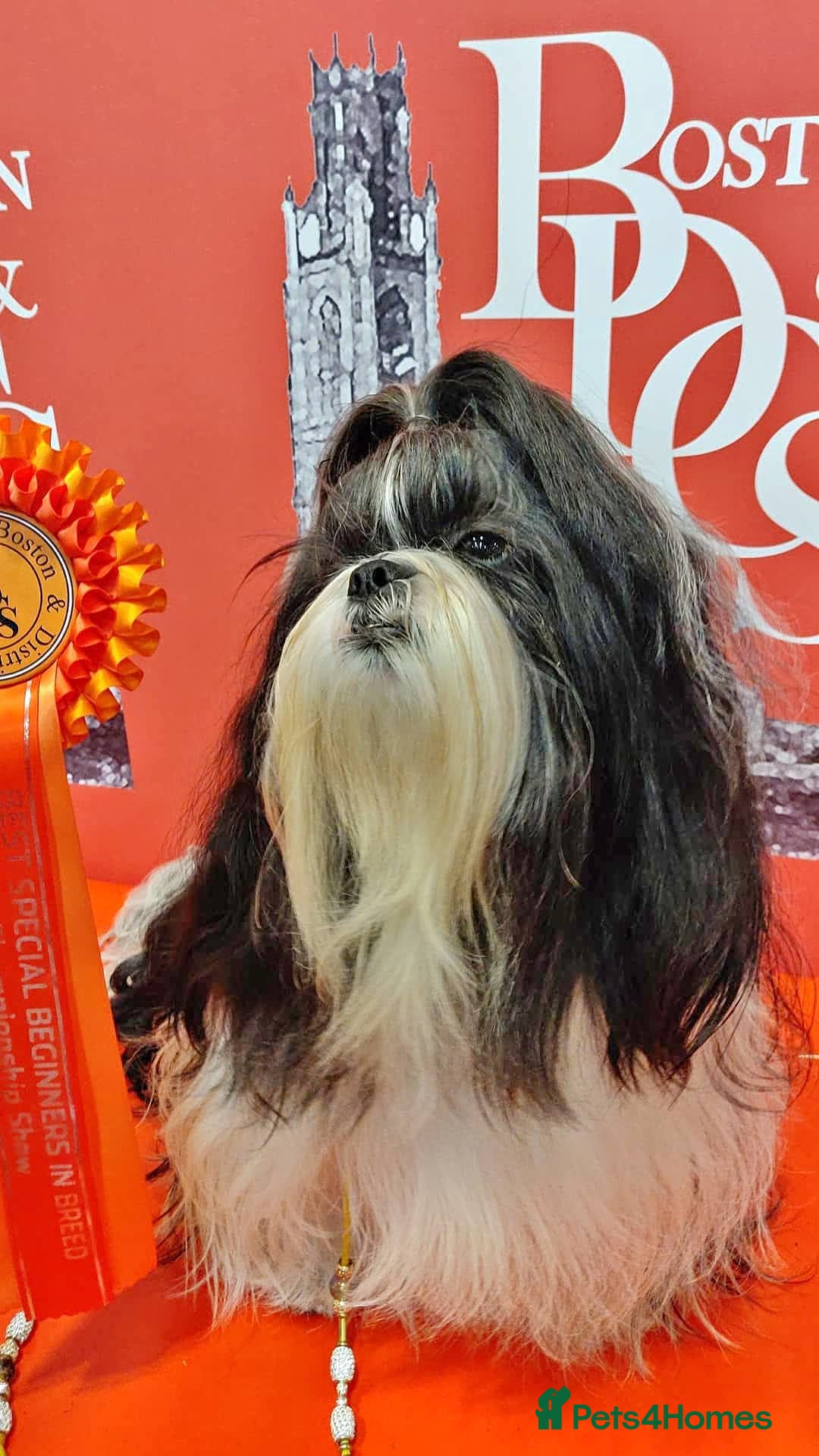 Shih Tzu dogs RKC Standard pure breed SHIH TZU -Stud - Advert 4