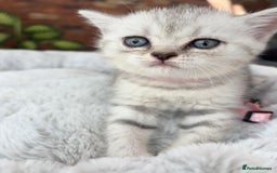 British Shorthair cats for sale: 💎Rare BSH Kittens💎Pedigree Champion Blood Line💎 - Image 37