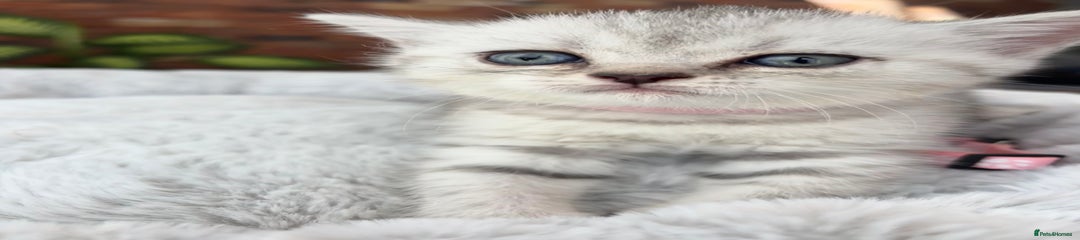 British Shorthair Kitten 4 (pink collar)