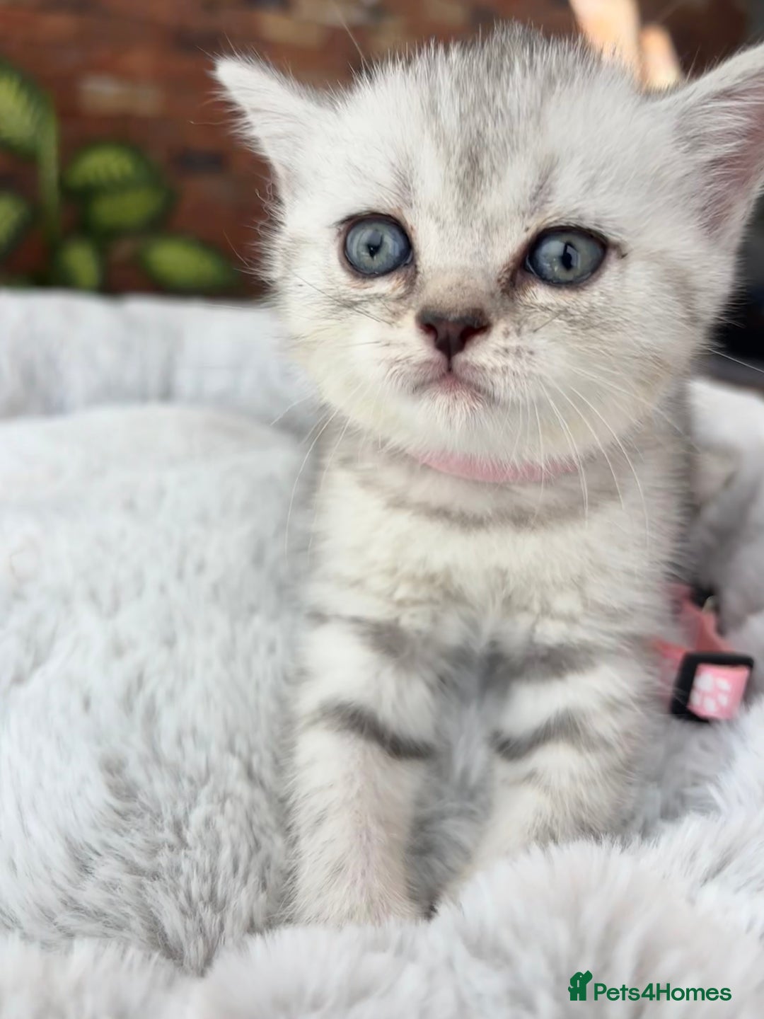 British Shorthair cats for sale: 💎Rare BSH Kittens💎Pedigree Champion Blood Line💎 - Image 37