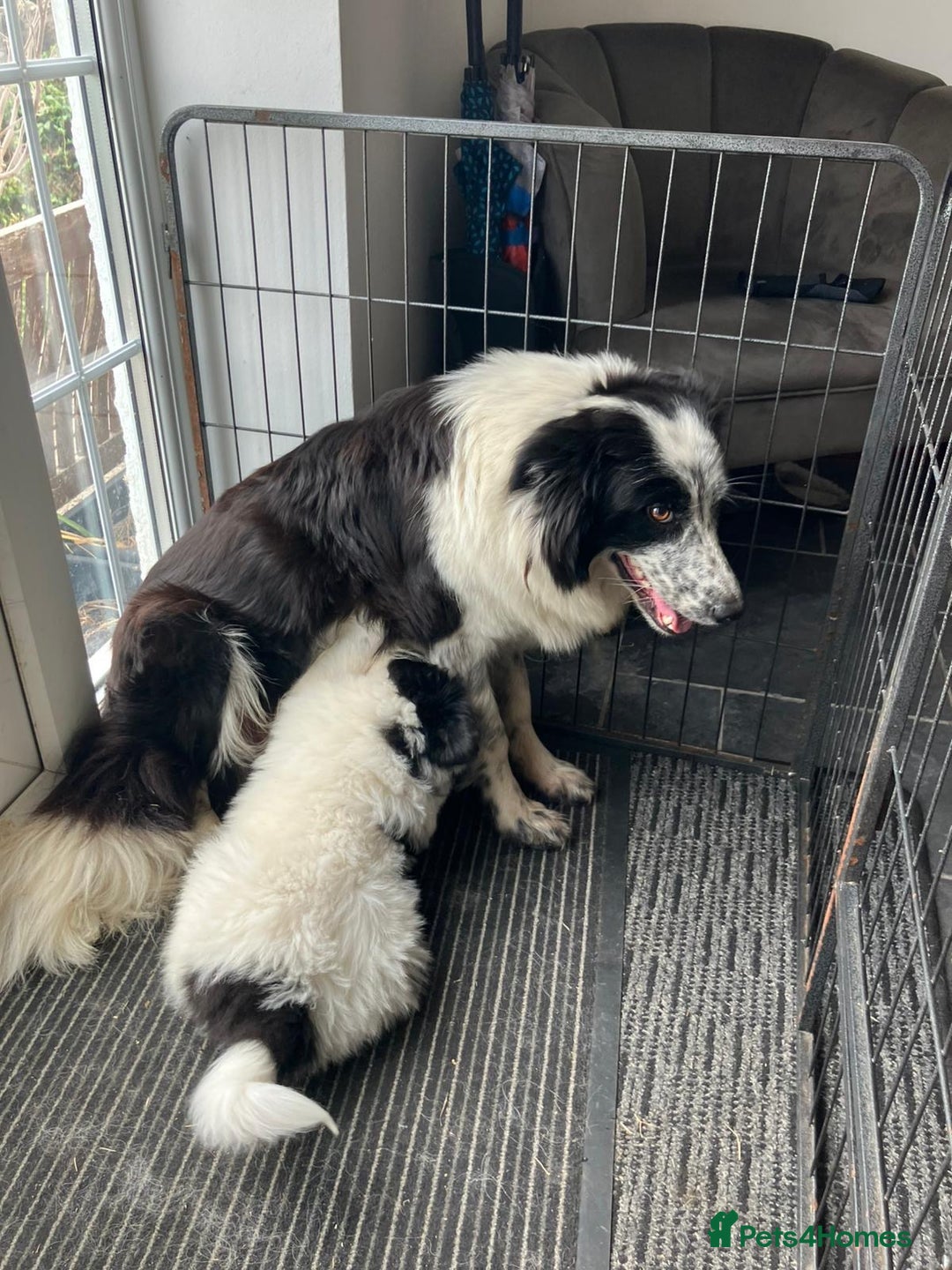 Samoyed dogs for sale: Beautiful Fluffy Samoyed x Collies - Image 8
