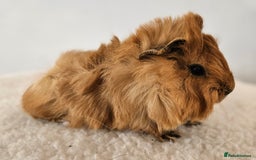 Guinea Pig rodents for sale: Solo baby boys under 8 weeks to bond with lone boy in Faringdon - Image 2