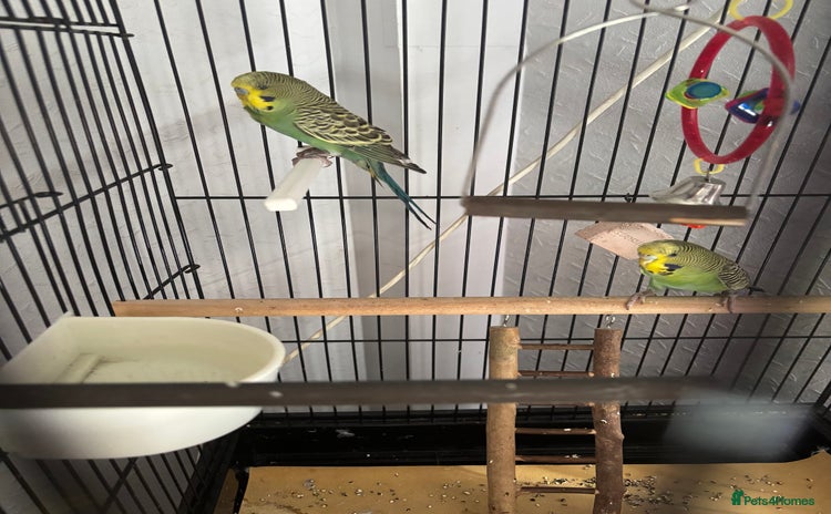 Budgerigars birds - Advert 1