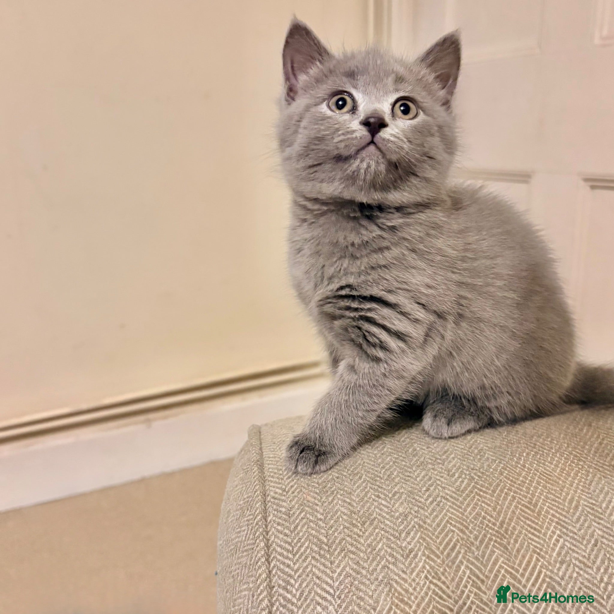 Russian Blue cats Last stunning Russian Blue/British Shorthair Girl - Advert 8